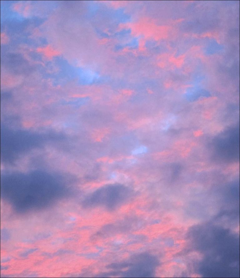 Rose Les Photographies De Claire Tenu Au Bleu Du Ciel